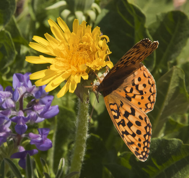 Monarch Butterfly. Photo by Dave Bell.