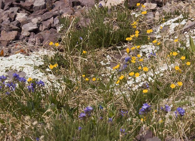 Flower Filled Slopes. Photo by Dave Bell.