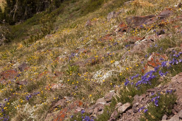 Flowers. Photo by Dave Bell.