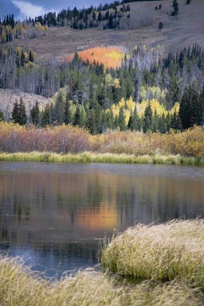 Brilliant Redish Aspen Leaves. Photo by Dave Bell.