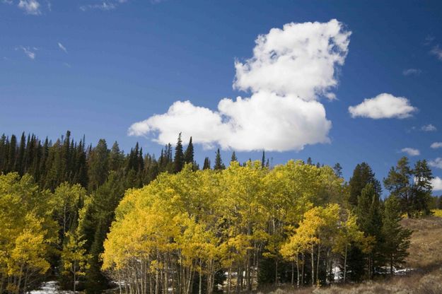 Aspen and Cloud. Photo by Dave Bell.