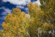 Aspen and Blue Sky. Photo by Dave Bell.