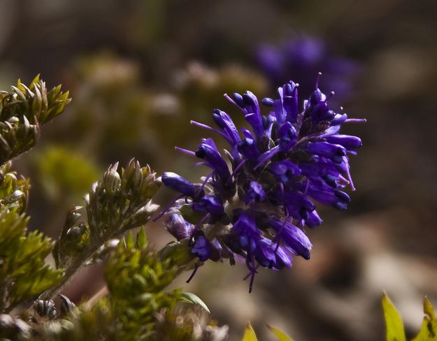 Purple Spring Flower. Photo by Dave Bell.