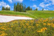 Flower Fields. Photo by Dave Bell.