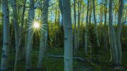 Morning In The Spring Aspens. Photo by Dave Bell.