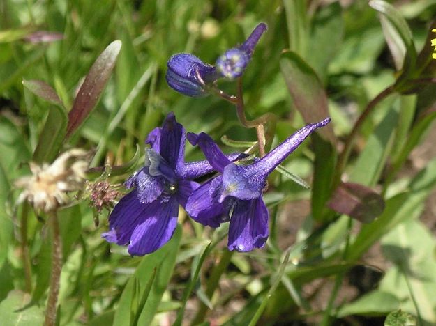 Purple Flowers Are In Bloom. Photo by Dave Bell.