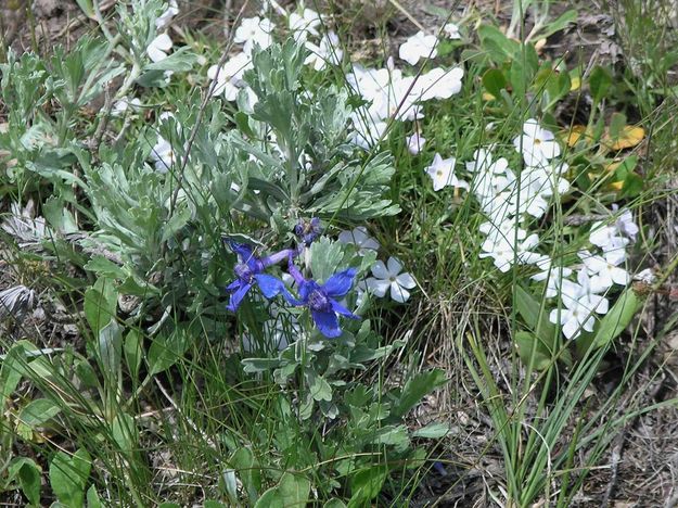 White and Blue Flowers Are In Bloom. Photo by Dave Bell.