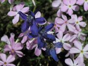 Blue and Pink Flowers Are In Bloom. Photo by Dave Bell.