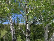 Aspen Character. Photo by Dave Bell.