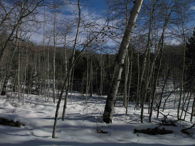 Aspen Forest. Photo by Dave Bell.