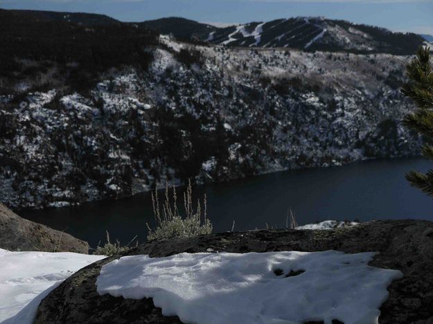 White Pine Above Fremont Lake. Photo by Dave Bell.