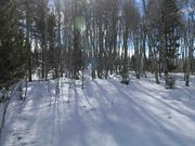 Winter Aspen Grove. Photo by Dave Bell.