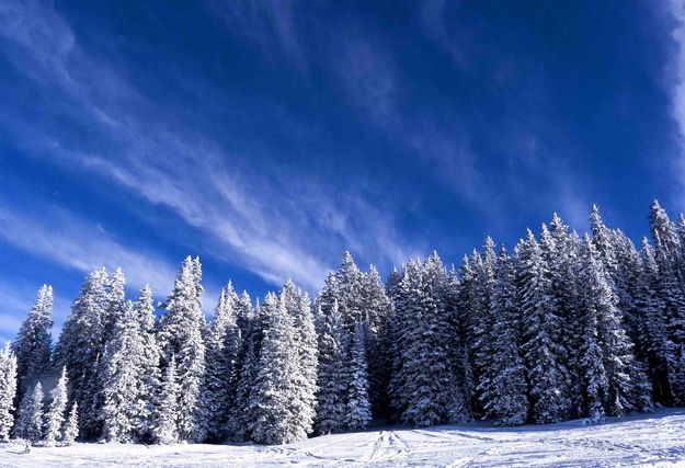 Snowy Forest. Photo by Dave Bell.