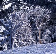 Snow Blasted Snag. Photo by Dave Bell.