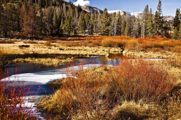 Orange Willows And Beaver Pond. Photo by Dave Bell.