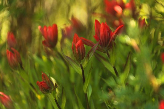 Painted Paintbrush. Photo by Dave Bell.