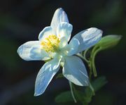 Columbine. Photo by Dave Bell.