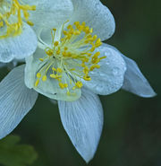 Columbine. Photo by Dave Bell.