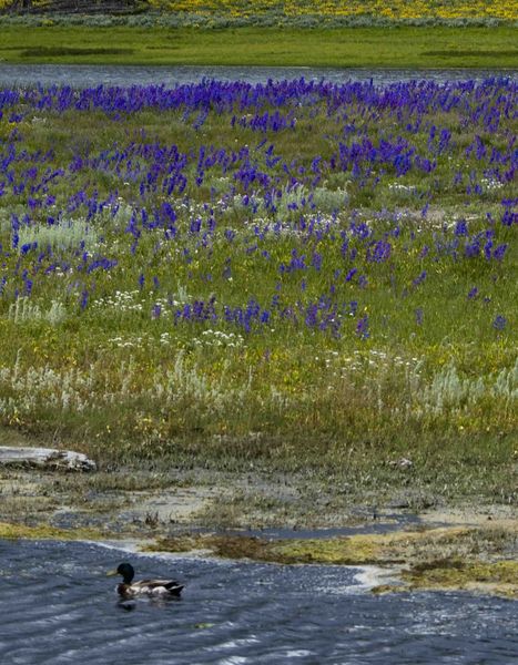Tranquil Duck Among Purple Flowers. Photo by Dave Bell.