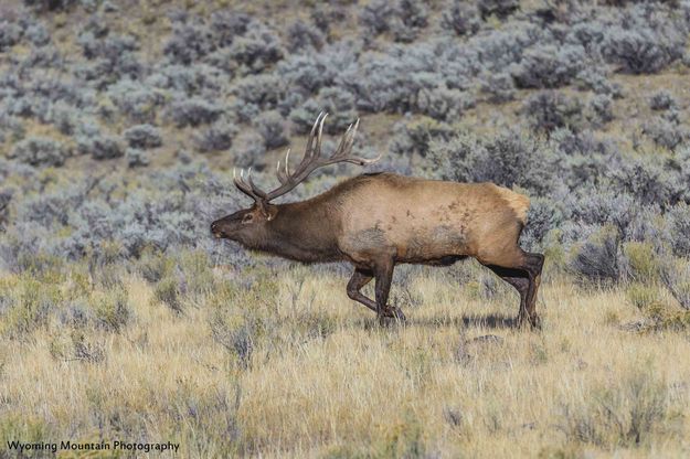 Streamlined. Photo by Dave Bell.