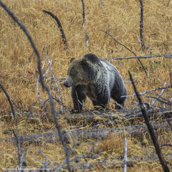 The Grizzly They Call Rasberry. Photo by Dave Bell.