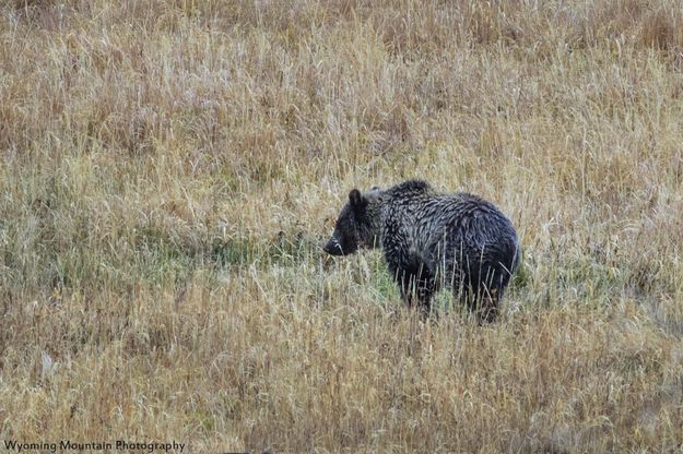 Rasberry's Cub Named Snow. Photo by Dave Bell.