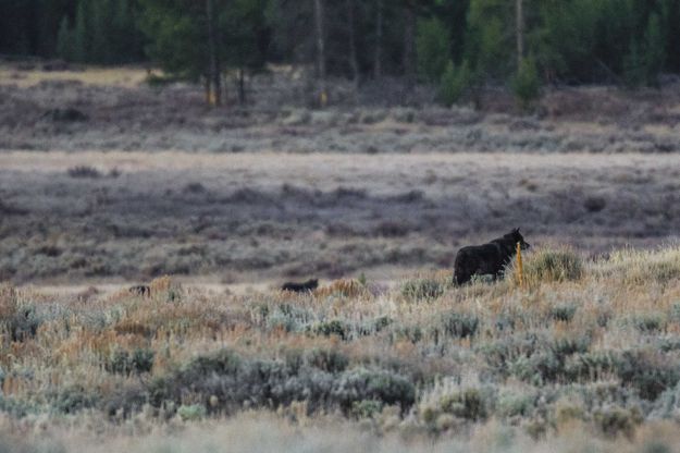 Wolf. Photo by Dave Bell.