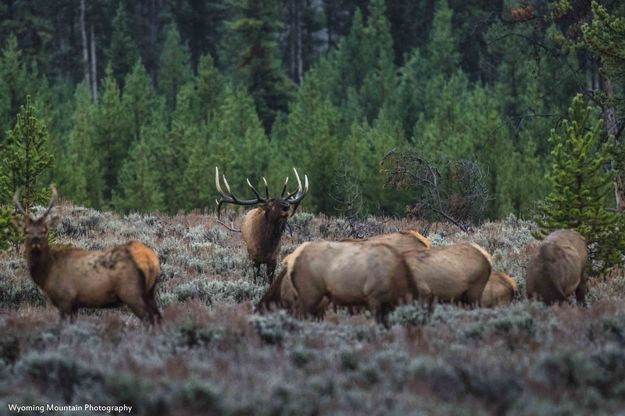 Early Morning Bellowing. Photo by Dave Bell.