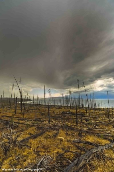 Desolate Beauty. Photo by Dave Bell.