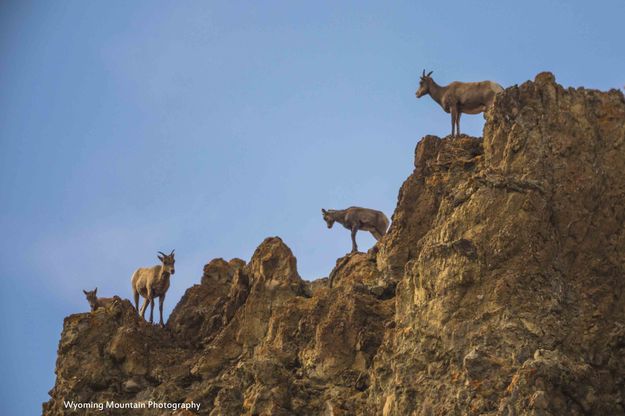 You Go First.  No, You Go First.  No, You Go First!. Photo by Dave Bell.