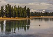 Goose Tranquility On The Yellowstone River. Photo by Dave Bell.