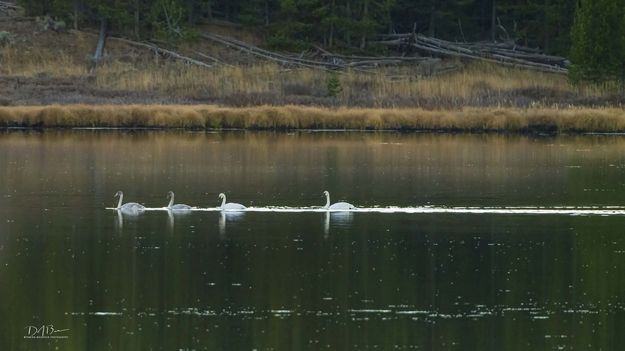 . Photo by Dave Bell.