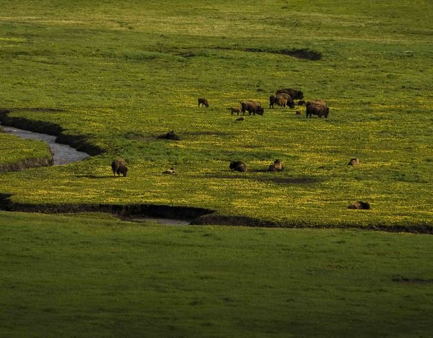 Lamar Valley Bison. Photo by Dave Bell.