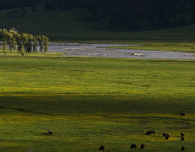 Lamar Valley Color. Photo by Dave Bell.