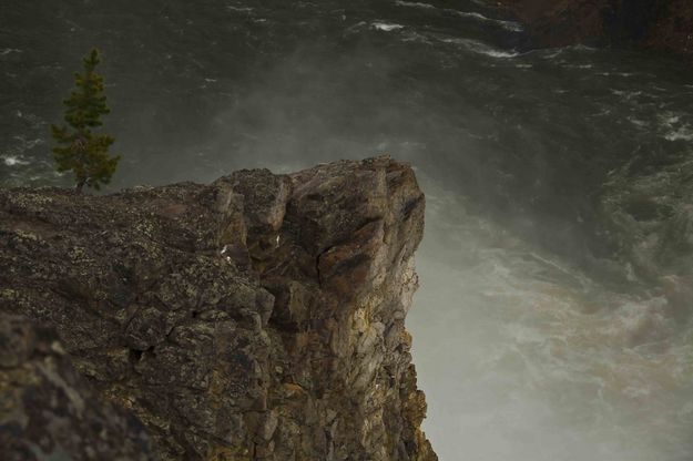 Year-round Observer At Upper Falls. Photo by Dave Bell.