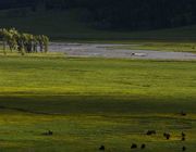 Lamar Valley Color. Photo by Dave Bell.