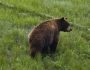 Cinnamon Colored Black Bear At Tower Junction. Photo by Dave Bell.