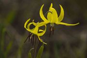 Yellow Flowers. Photo by Dave Bell.