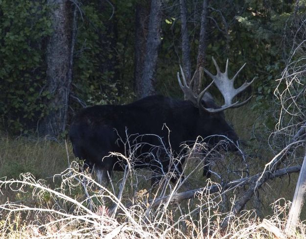 Fine Looking Bullwinkle Moose. Photo by Dave Bell.