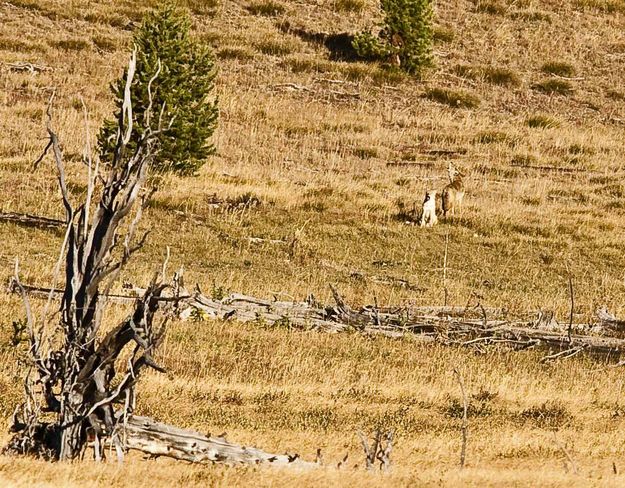 Coyotes Howling. Photo by Dave Bell.