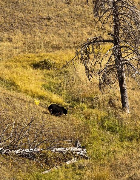 Black Bear. Photo by Dave Bell.