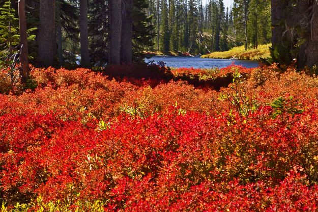 Lewis River Foliage. Photo by Dave Bell.