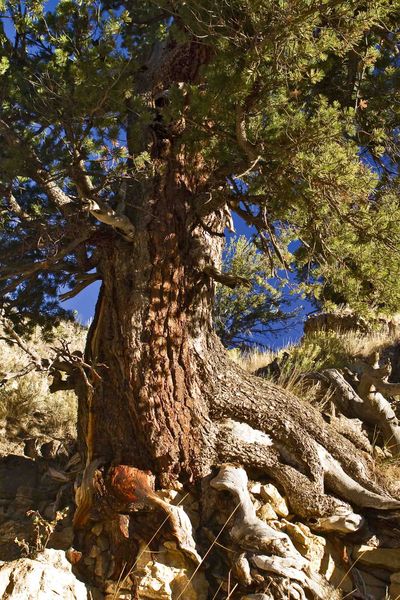 Gnarley Old Tree. Photo by Dave Bell.