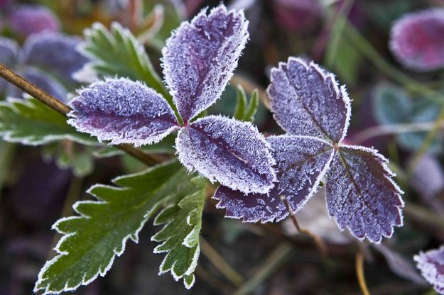 Frosty Leaves. Photo by Dave Bell.