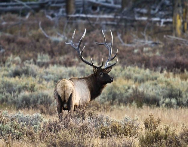 One Last Look. Photo by Dave Bell.