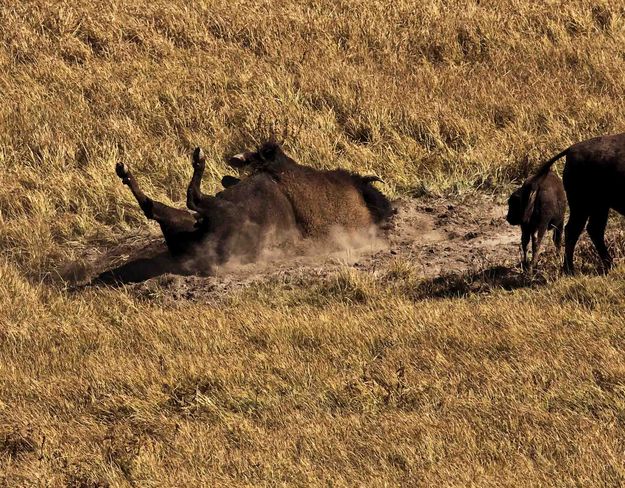 Bison Wallow. Photo by Dave Bell.