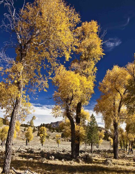 Yellow Cottonwoods. Photo by Dave Bell.