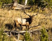 Big Daddy Staredown!. Photo by Dave Bell.