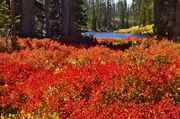 Lewis River Foliage. Photo by Dave Bell.