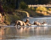 Cows In The River. Photo by Dave Bell.